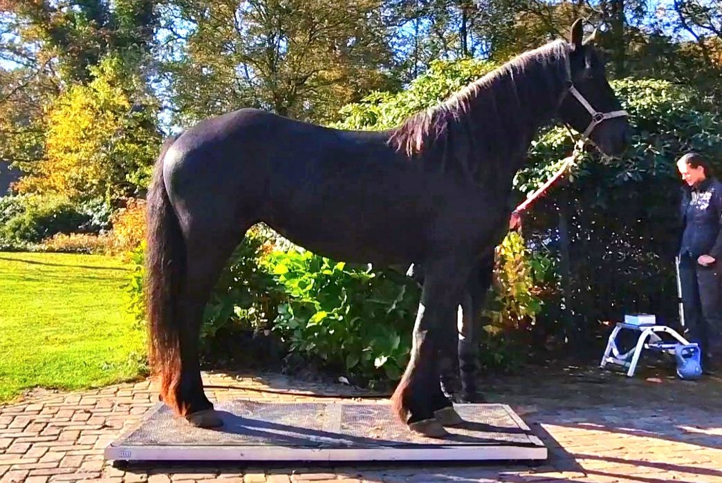 mobiele paardenweegschaal Paard en Gewicht